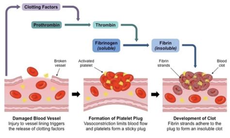 Drugs Affecting Blood Coagulation Flashcards Quizlet