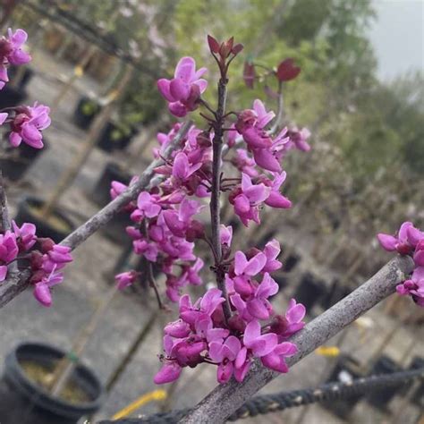 Cercis Canadensis Multi Urban Tree Farm Nursery