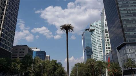 La Historia De La Glorieta De La Palma Y Por Qu Retirar N La Palmera