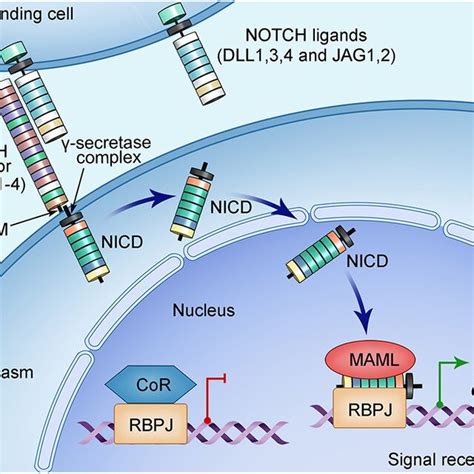 Schematic of NOTCH signaling pathway. NOTCH signaling pathway consists ...