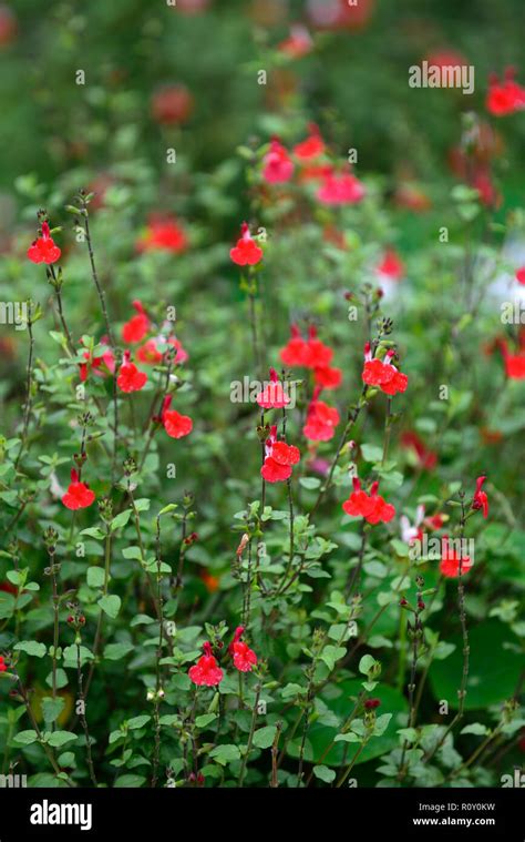 Salvia Microphylla Hot Lips Salvia X Jamensis Hot Lips Sage Sages Salvias Red White Scented