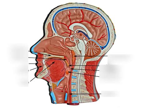 Diagram Of Sagittal Section Of Head Quizlet