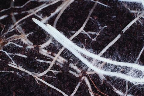 Root Hairs Photograph by Dr Jeremy Burgess/science Photo Library - Pixels