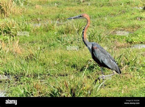 Goliath Heron Ardea Goliath Giant Heron Heron Amboseli Herons