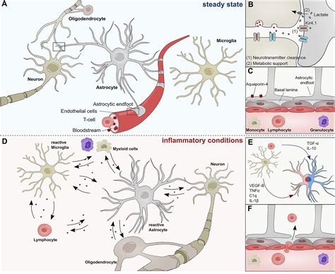 Astrocytes Wiring The Brain