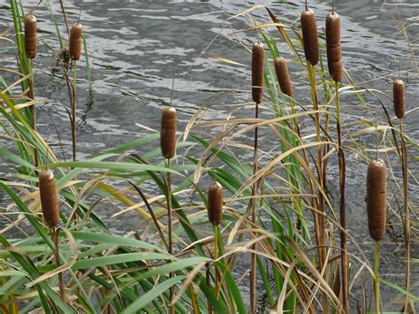 Oog Voor De Natuur Grote Lisdodde Typha Latifolia