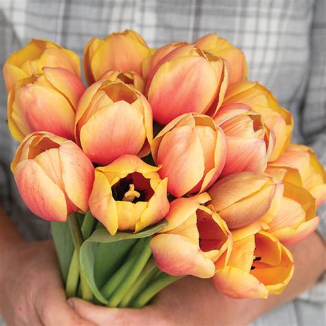 Marit Darwin Hybrid Tulip Bulbs SeedsDay