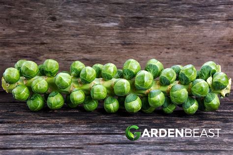 How To Plant Grow Brussel Sprouts Complete Guide