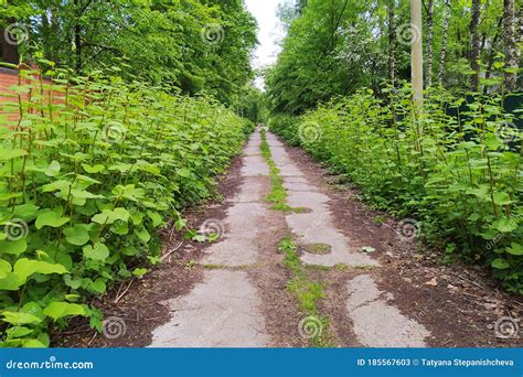 Concrete Slab Road Surrounded by Greenery Stock Image - Image of street ...