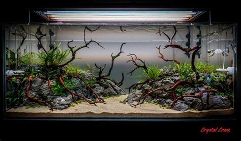 Wabi Kusa Paludar Um Aquascaping Terrarium Aquar Um Setup Added A