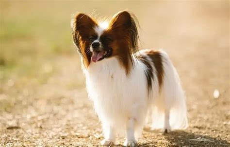 Papillon Information Temperament Price History Training My Dear Dog