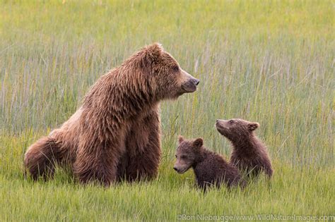 Grizzly Bear Sow With Cubs Photos By Ron Niebrugge