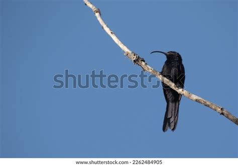 Black Bird Long Curved Bill Isolated Stock Photo 2262484905 Shutterstock