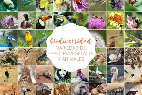 Biodiversidad Definición tipos características e importancia