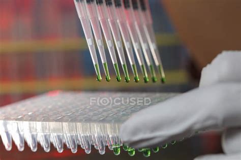 Multipipette - Stock Photos, Royalty Free Images | Focused