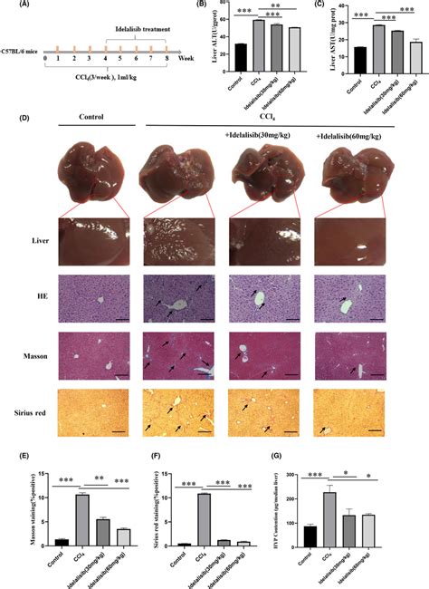 Idelalisib Alleviates Liver Fibrosis Induced By Ccl4 In Mice A Time