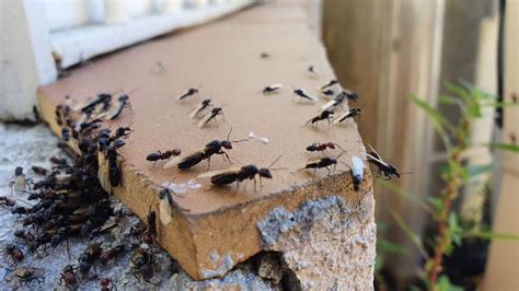 Invasion Fourmis Volantes Dans La Maison Ventana Blog