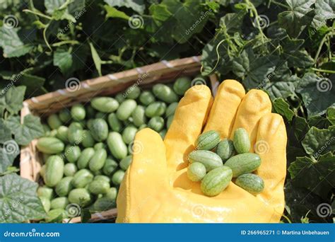 Cucumber harvest stock image. Image of cucumberharvest - 266965271