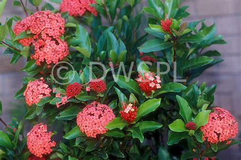 A Royalty Free Image Of Ixora Chinensis Prince Of Orange Also Known