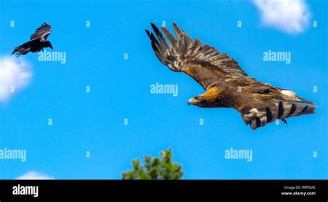 eagle in territory fight with crow Stock Photo - Alamy