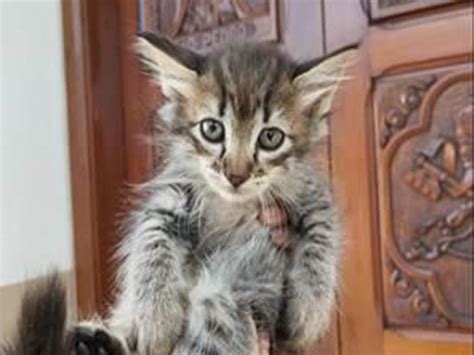 Feira Pet No Tivoli Ter Tr S C Es E Dois Gatos Dispon Veis Para Ado O