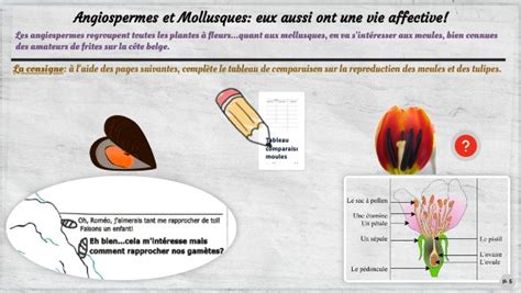 Reproduction Sexu E Chez Les Moules Et Les Tulipes Ck