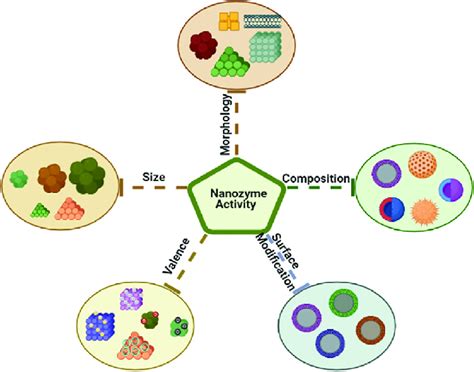 Schematic illustration of nanozymes' structure activity ( 91 ...