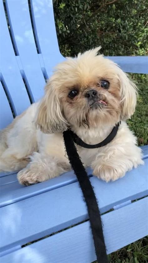 Shih Tzu Rescue Available Dogs For Adoption Dog Adoption Small Dog