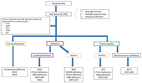 Autoimmunity In Primary Immunodeficiency Disorders An Updated Review On Pathogenic And Clinical