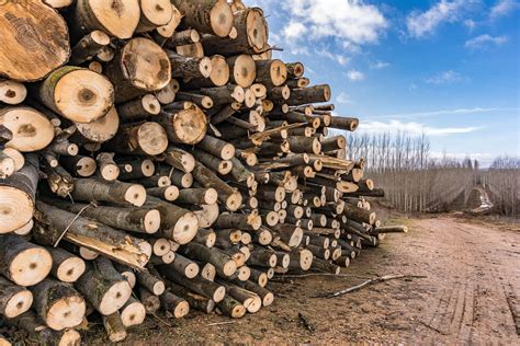 Líderes mundiais assinam pacto contra o desmatamento na COP 26