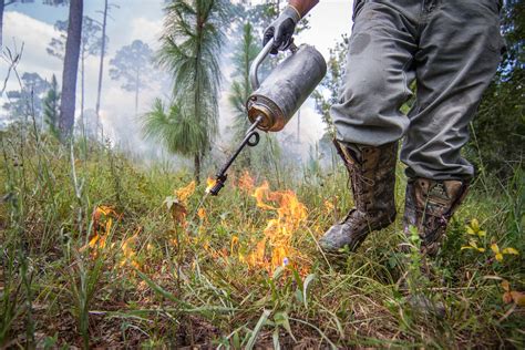 Prescribed Fires Why Are They Important Share The Outdoors