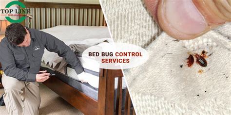 Bed Bug Control In Abbotsford Proven Measures For A Bug Free Home