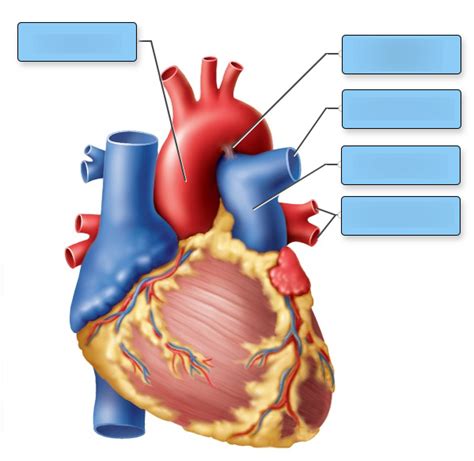 Identifying The Major Vessels Of The Anterior Heart Left Side Diagram