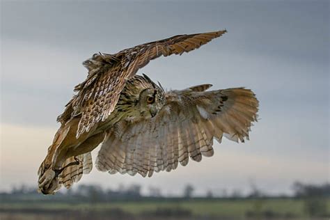 Swooping Owl Stock Photos Pictures And Royalty Free Images Istock