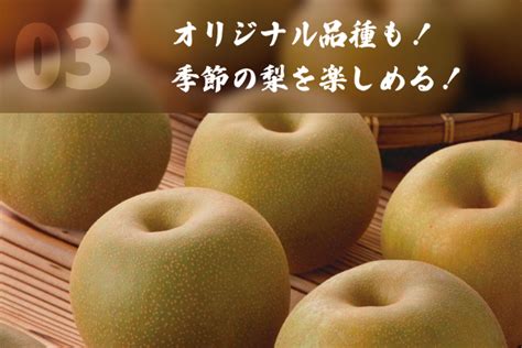 新潟の旬の梨（10月） 新潟の梨 新潟ごっつぉ産直便 Ja新潟かがやき公式通販サイト