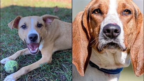 Tampa Bay Area Pets Available For Adoption