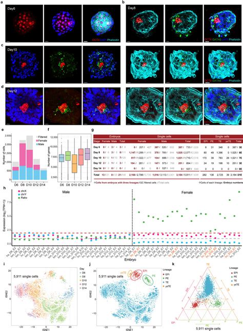 Lineage And Sex Identification Of Human Pre And Post Implantation