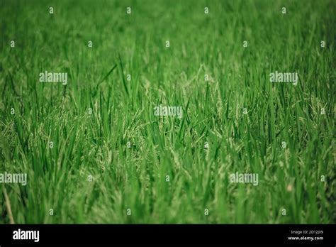 Green Rice Plant Texture Stock Photo Alamy
