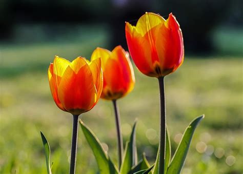 Tulip Rood Gele Tulpen Spring Gratis Foto Op Pixabay