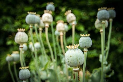 Opium Sebagai Obat Tradisional yang Efektif — YakinSehat.id