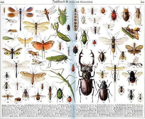 Difference Between Bugs and Insects | Definition, Characteristics, Examples, Similarities and ...