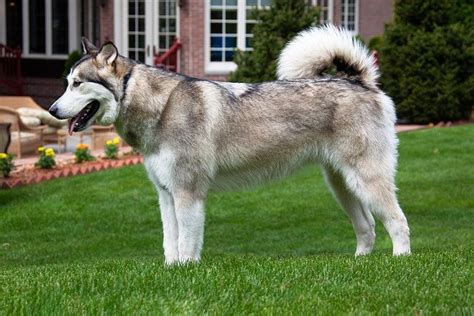 Alaskan Malamute Il Gigante Delle Nevi Amica Veterinaria