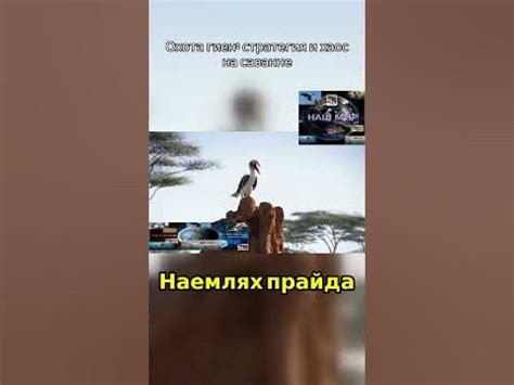 Охота гиен#shorts - YouTube
