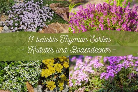 11 beliebte Thymian Sorten Kräuter und Bodendecker