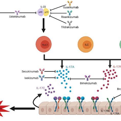 Cellular Sources And Targeting Of Interleukin Il 17 Il 17a And Download Scientific Diagram