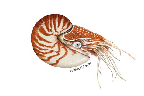 Chambered Nautilus Chambered Nautilus Nautilus Fauna