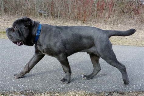 Black Mastiff Puppies For Sale | PETSIDI