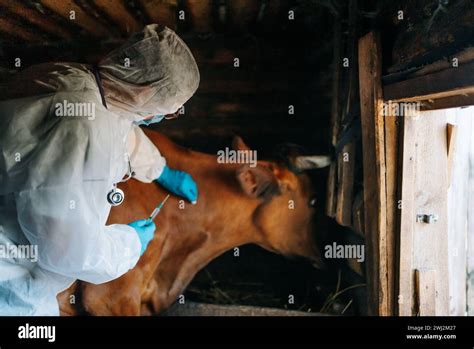 Vaccination Of Cattle Against Anthrax Virus A Careful Veterinarian In