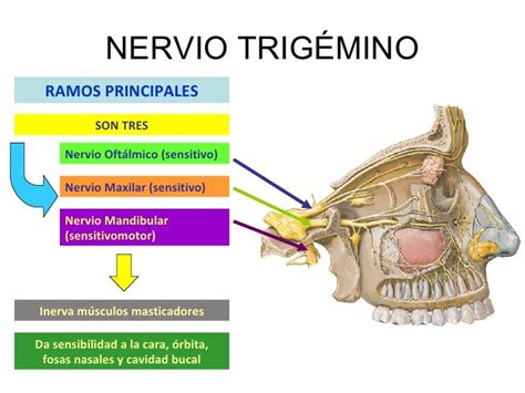 Nervio Trigemino Anatomia Del Cuerpo Músculos De La Cara