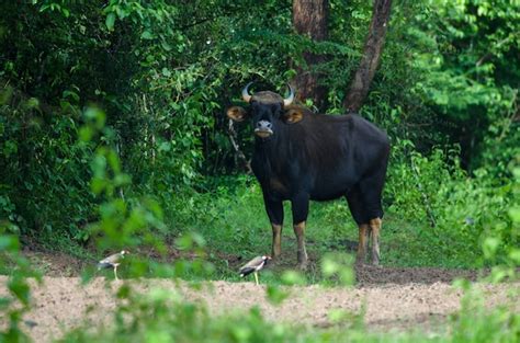 Premium Photo | Gaur in the nature habitat in thailand